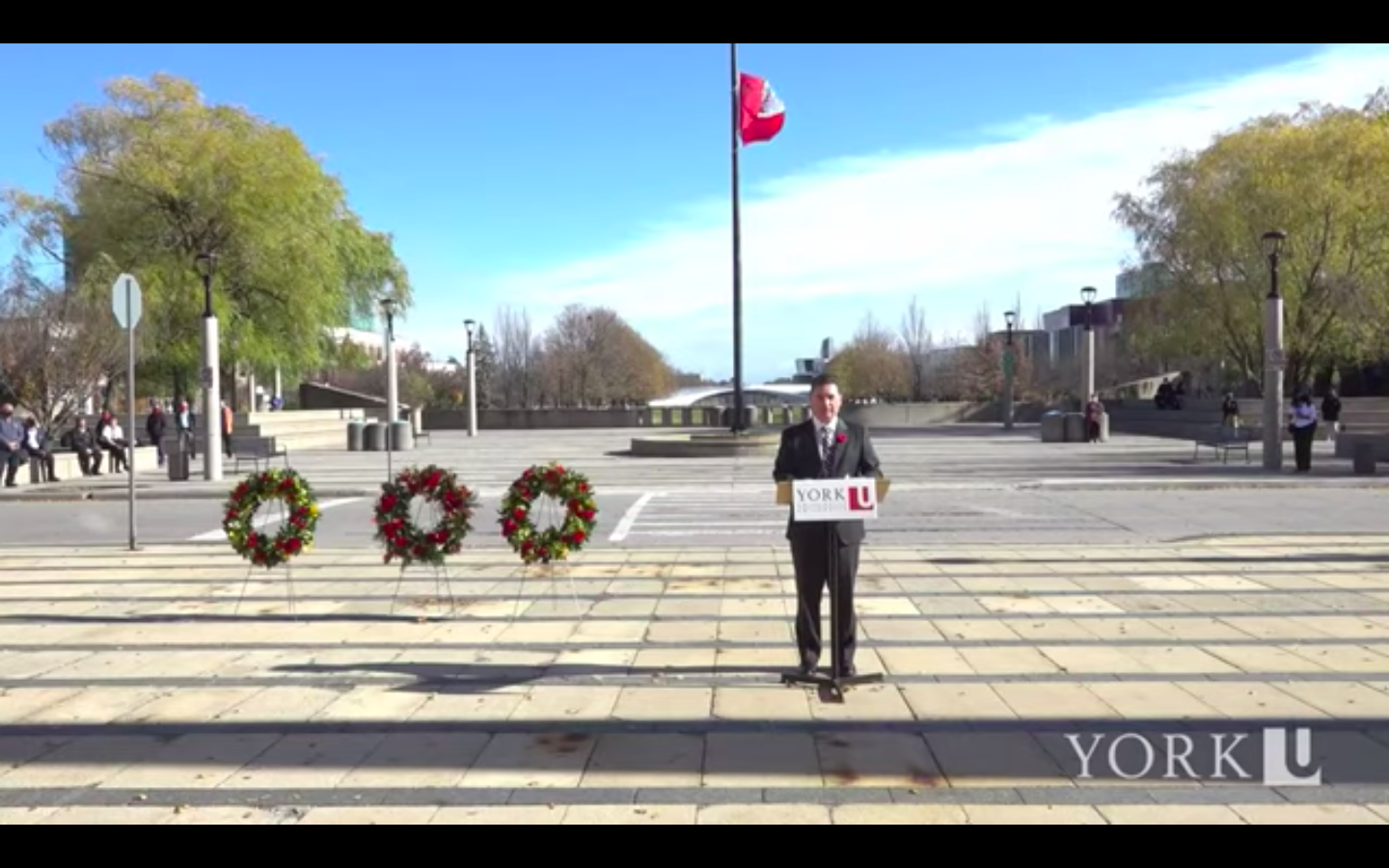 Pink poppy remembrance day